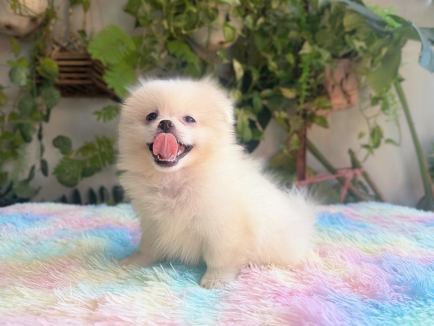 ปอมผสมชิวาวาสีขาวครีมเพศเมียพิกัดรามอินทรา