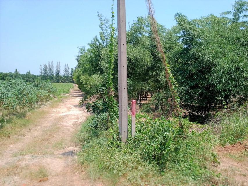 รูป ขาย ที่ดิน แปลงเล็ก สวนไผ่ ราคาถูก ME043 บ่อกวางทอง บ่อทอง ชลบุรี ขนาด 2 ไร่ อากาศดี มีเพื่อนบ้าน เหมาะสร้างบ้าน เกษตร เ 6
