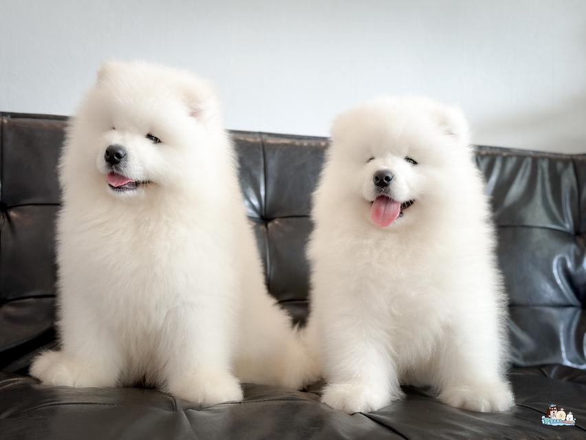 น้องซามอยด์ นำเข้าจากประเทศจีน 10