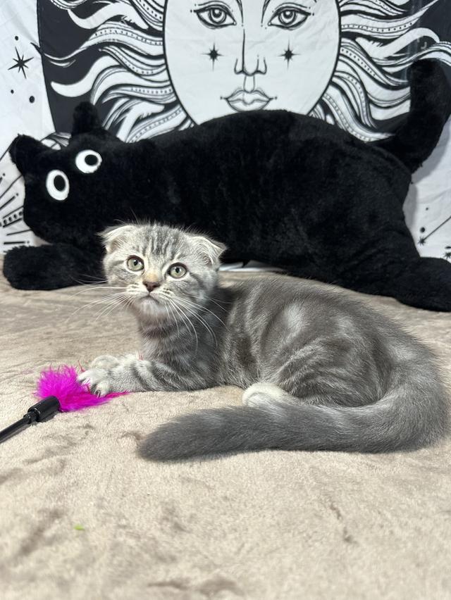 (ญ) แมวสก็อตติชผสมเปอร์เซีย 2