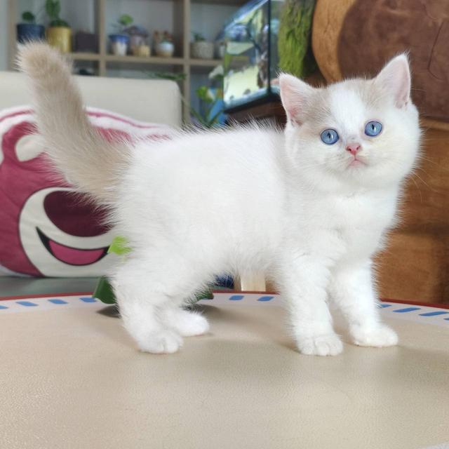 แมวบริติชตาฟ้า British Oscat cattery chiangmai