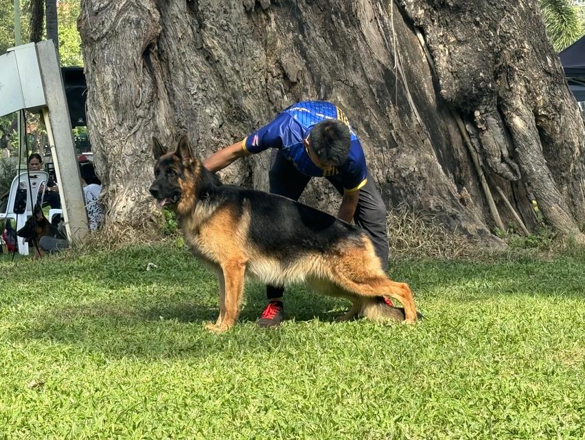 ลูกสุนัขเยอรมันเชพเพริด รูปที่ 9