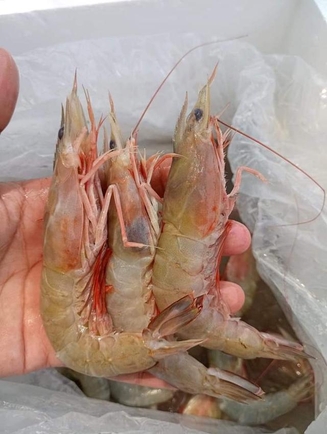 จำหน่ายกุ้งแช่บ๊วย ขนาดเล็ก โลละ 280 บาท