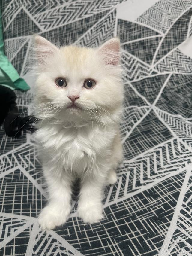 เด็กชายส้ม(สก๊อตติชโฟผสม)พร้อมย้าย