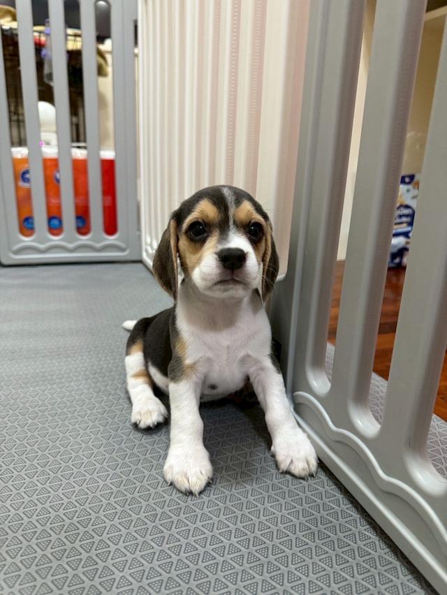 บีเกิ้ล (Beagle) 9