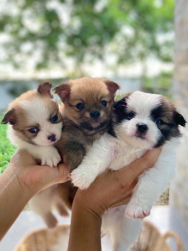 ชิสุห์ปอม น่ารักมากกก เพศชาย