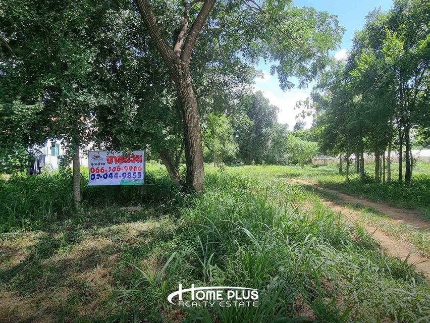 🌳 ขายที่ดิน 1 ไร่ 57.4 ตร.ว. ถนนบ้านไร่ หนองสาหร่าย ปากช่อง ใกล้วัดหนองสาหร่าย 5