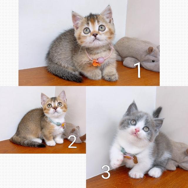 แมวขาสั้น(มันช์กิ้น) สายพันธุ์แท้ คุณภาพ