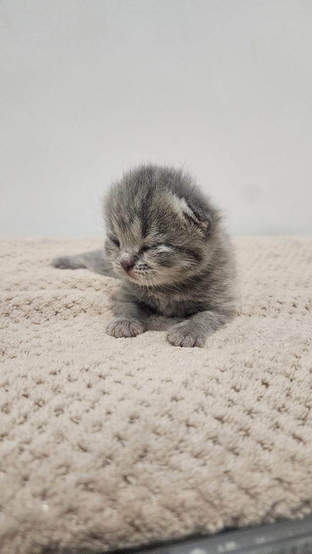 Scottish Fold  สก็อตติชโฟลด์ แท้ ระบบปิดเลี้ยงด้วยรัก รวมวัคซีน ถ่ายพยาธิ หยอดยากันปรสิตและไรหู สมุดวัคซีน 15