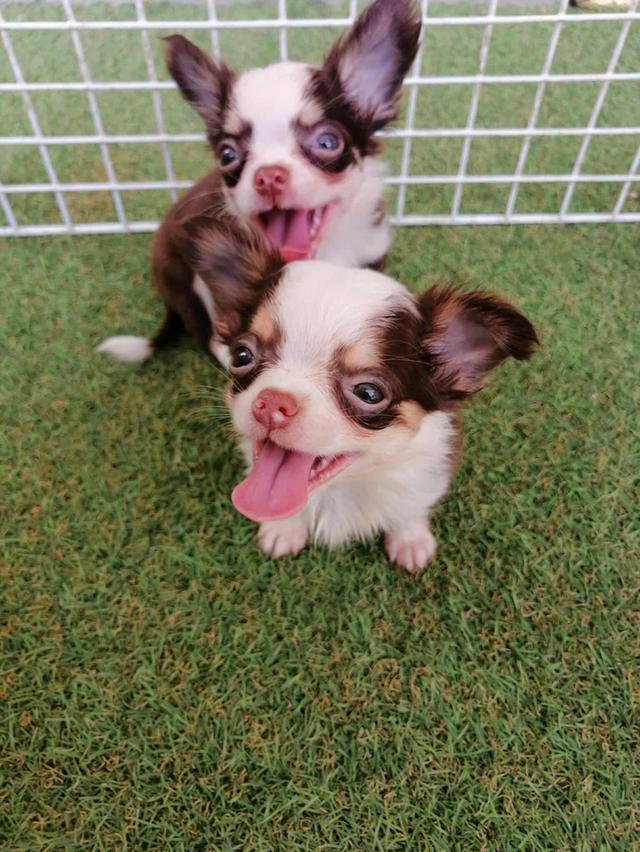 ชิวาว่าเเท้ขนยาว ชายล้วน พร้อมย้าย 11