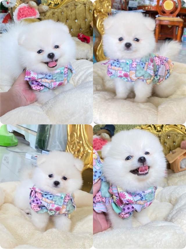ลูกปอมเมอเนเนียนแท้ ขี้เล่น น่ารัก กำซนๆ ยิ้มเก่ง ติดคน ราคสเบาๆ รูปที่ 7
