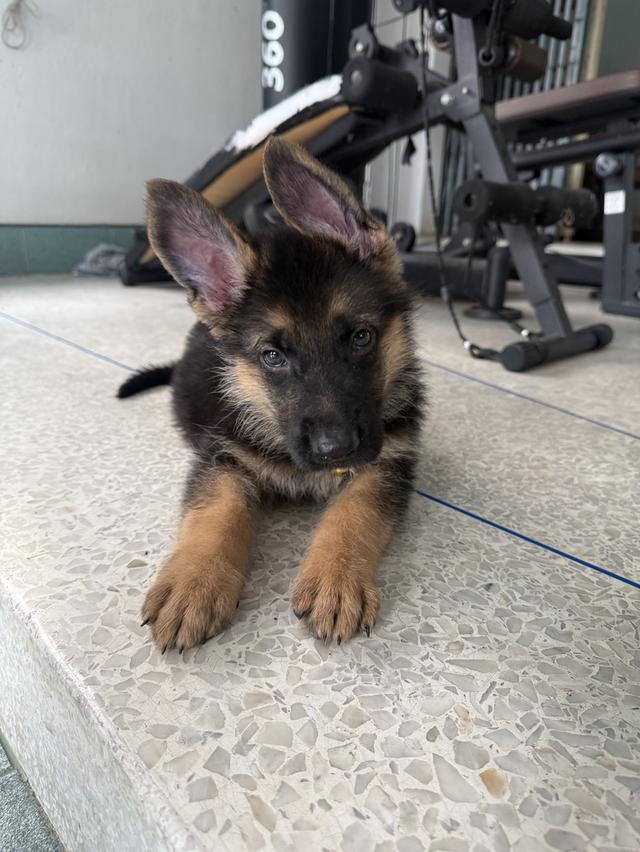 หมาเยอรมันแชดเพริด 10