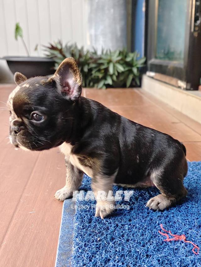 Harley, Exotic French Bulldog, black merle, rare color 12