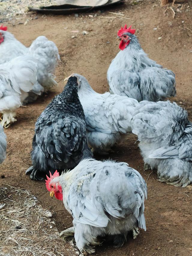 ไก่มินิโคชิน..........