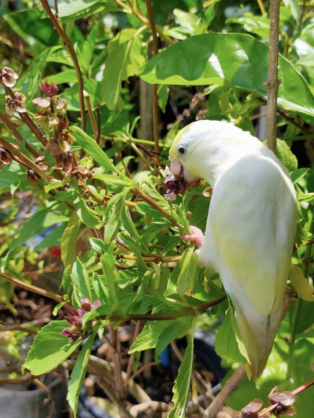 นกฟอพัสสีอเมริกันเยลโล่ 3