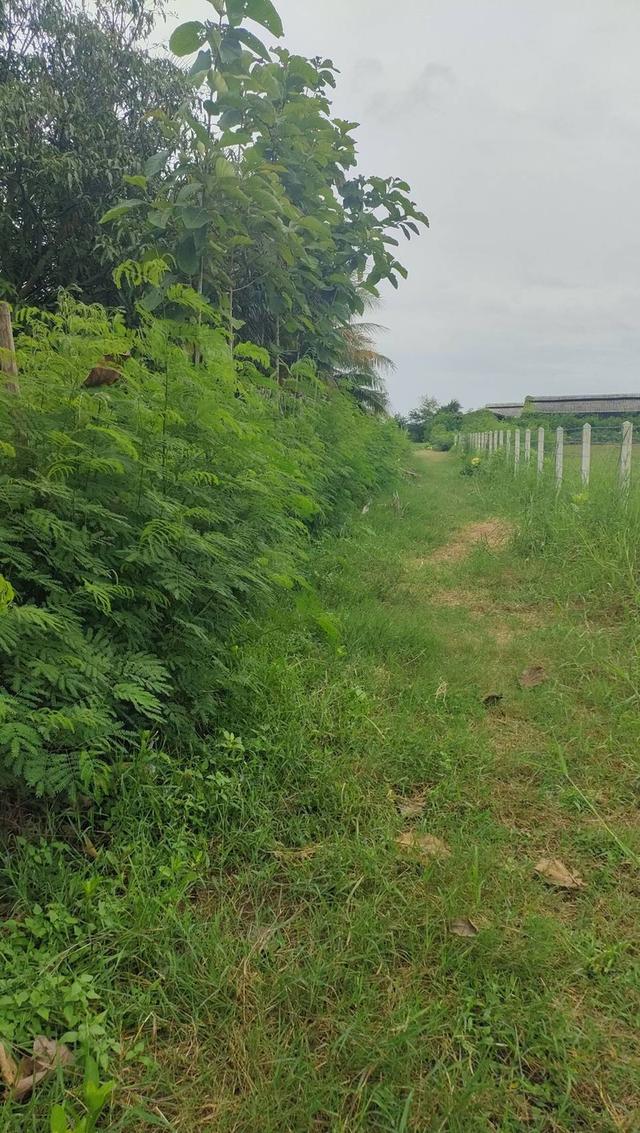 ที่ดินของผมอยากขายด่วนราชบุรี