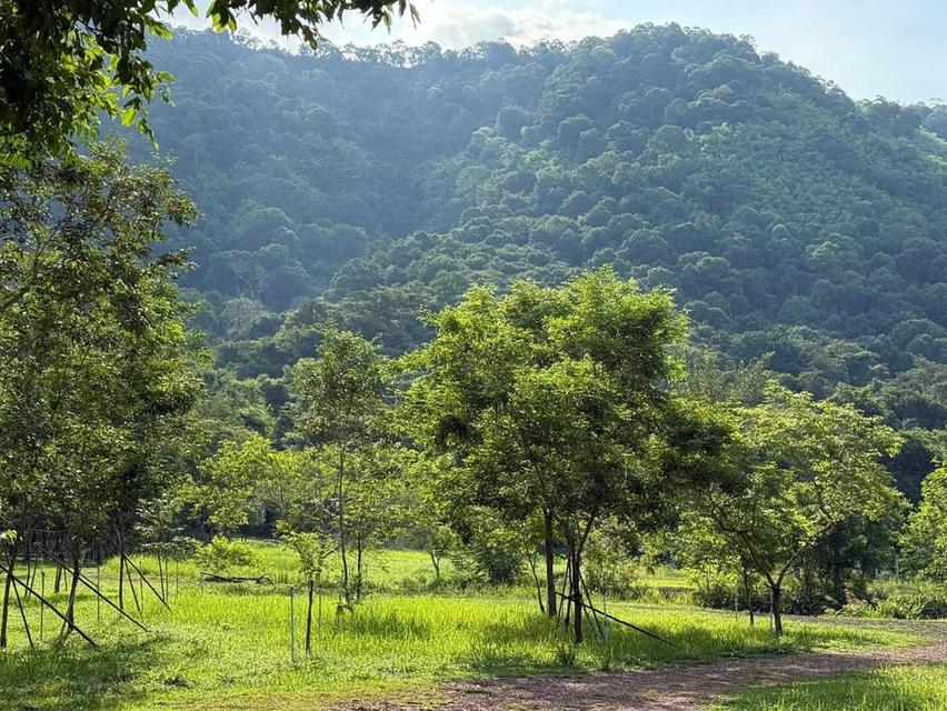 ขายที่เนินหอม เขาใหญ่ 37ไร่ ที่ติดเขาติดน้ำ เนินหอม เมืองปราจีนบุรี มีแหล่งน้ำธรรมชาติ ใกล้ทางขึ้นอุทยานเขาใหญ่ มีน้ำในที่ ขายถูก ที่มีไม้เศรษฐกิจ 1