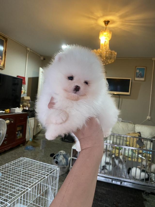 ปอมแท้ อายุ2เดือน อ้วนกลมหมี ขนแน่นหนาฟู รูปที่ 5