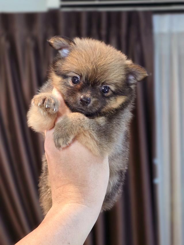 น้องชาโคลปอมชิเพศเมีย