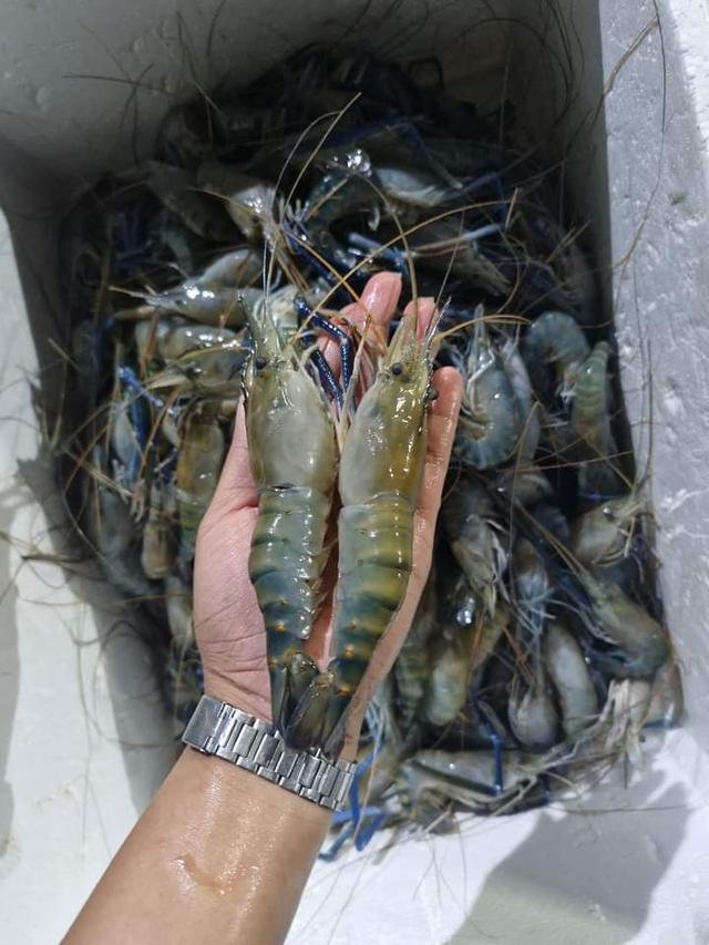 กุ้งแม่น้ำ ตัวแน่น เนื้อเยอะ โลละ 255 บาท 2