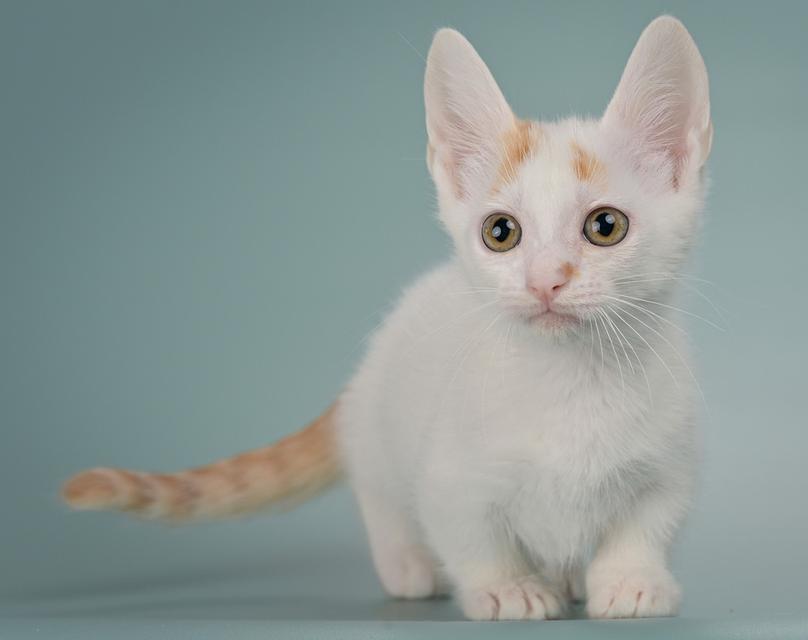 Munchkin Kittens  WhatsApp me : +66 63 826 3042 รูปที่ 2