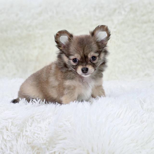 ชิวาวาแท้ขนยาว เพศผู้ 8