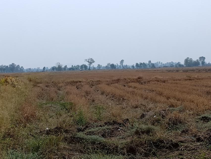 ที่ดิน(ที่นา) ต.ทับคล้อ อ.ทับคล้อ จ.พิจิตร