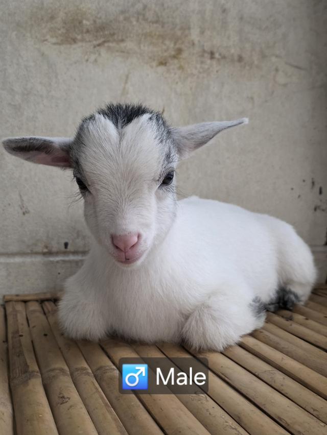 แพะแคระมินิปิ๊กมี่เพศผู้ รูปย่อยที่ 2