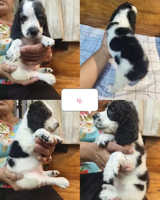 English Cocker Spaniel เพิ่ลรัก จำหน่ายลูกสุนัขพันธุ์อิงลิชค็อกเกอร์แท้