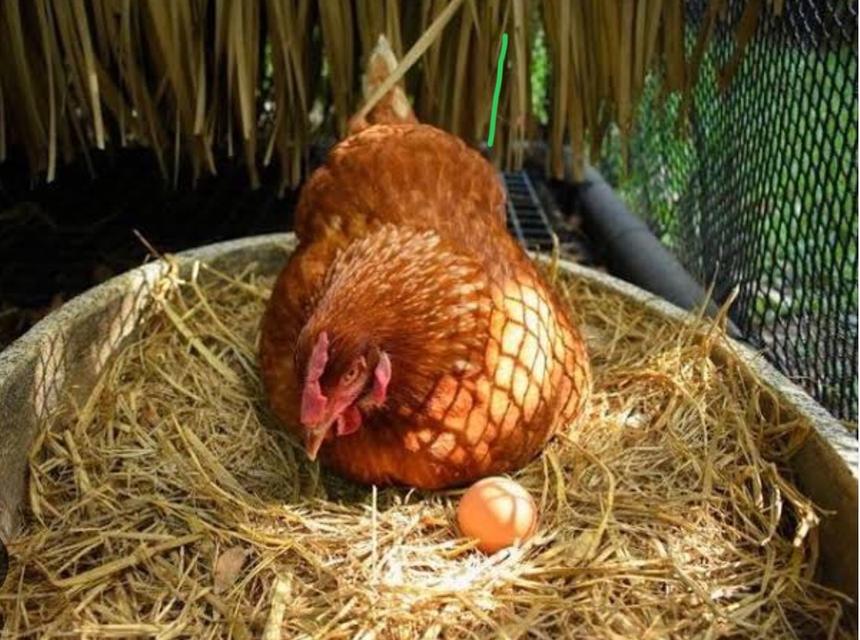 ไก่ไข่ไก่พันธุ์คอกแรก