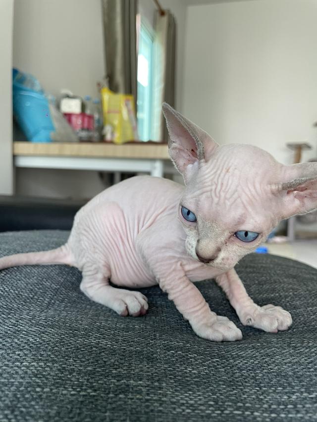 แมวสฟิงซ์แท้ทั้งพ่อและแม่