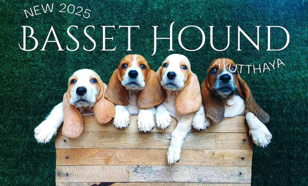 ลูกสุนัขบาสเซ็ตฮาวด์