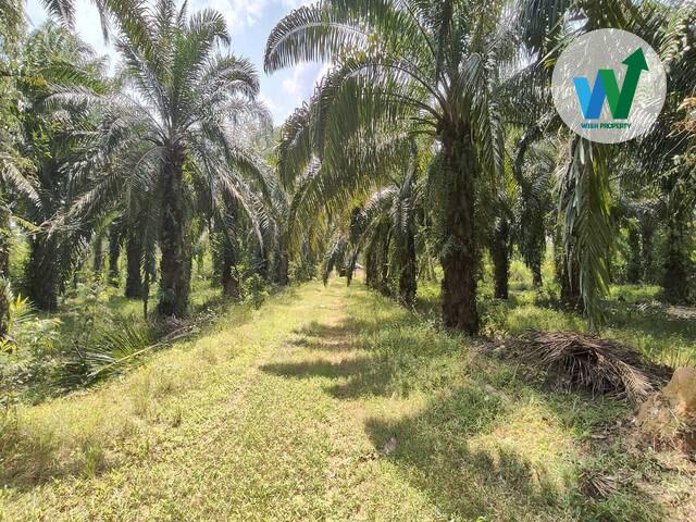 ประกาศขายที่ดินพร้อมสวนปาล์มน้ำมันแปลงใหญ่ติดถนนสามแยกบ่อทราย-แหลมโตนดในอำเภอป่าพะยอม 3