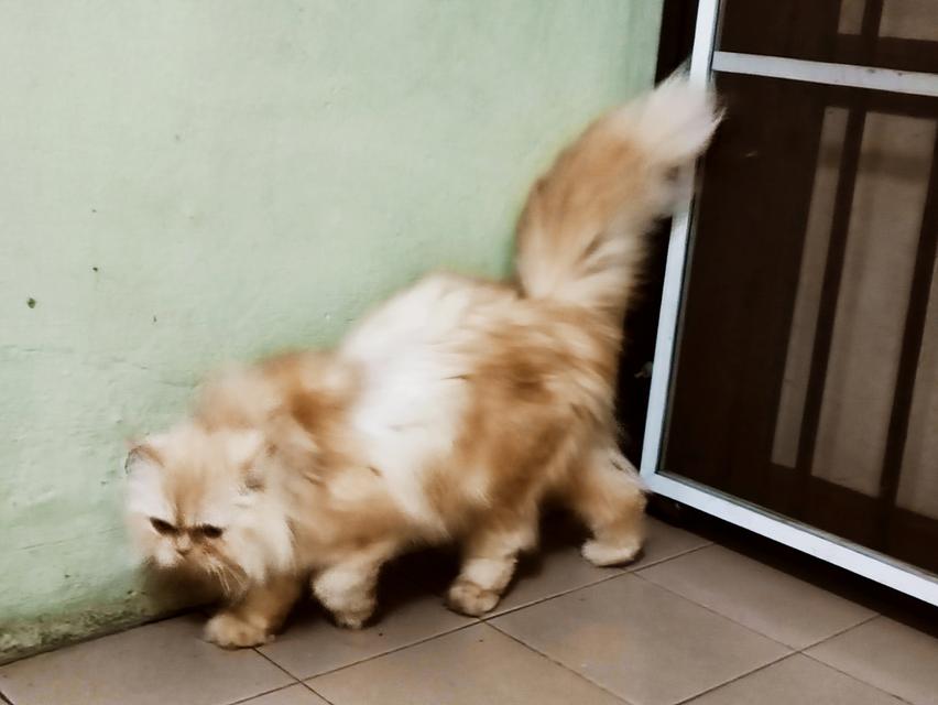 Persian big femal cat รูปที่ 4