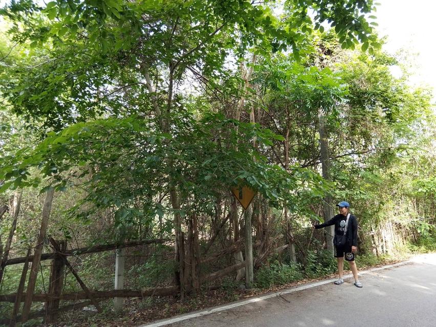 ที่ดิน อำเภอเถิน จังหวัดลำปาง 12