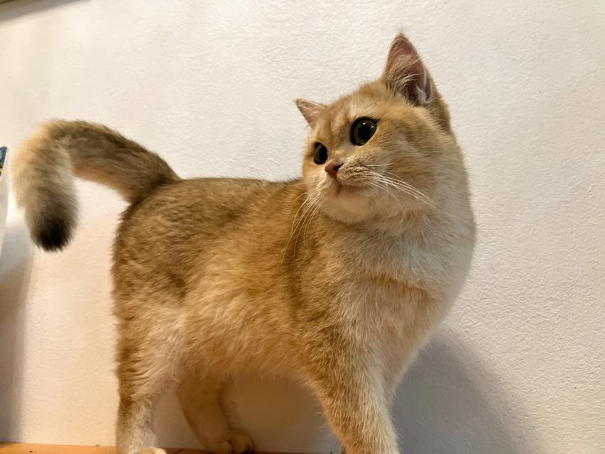 แม่พันธุ์British shorthair สายแชมป์