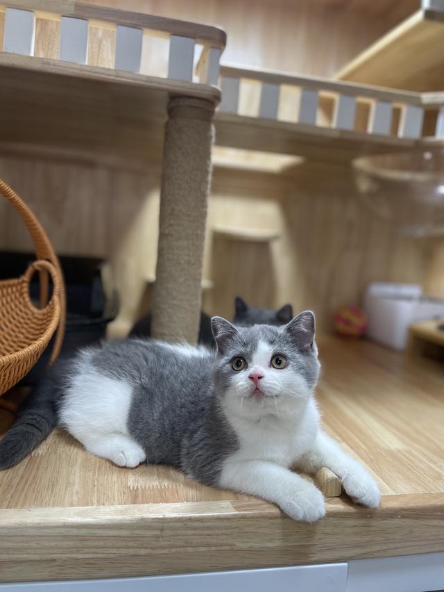 แมวมันช์กิ้นขายาว พร้อมย้าย