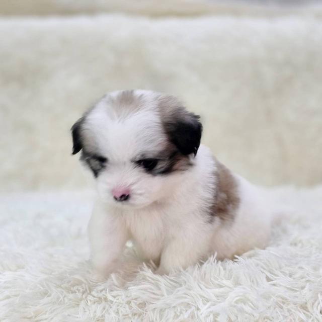 ชิสุผสมปอม เพศผู้ พิกัดรามอินทรา 2