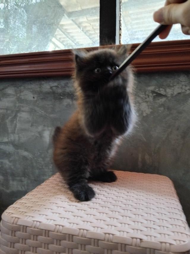 น้องเเมว เปอร์เซียเพศเมีย อายุ2เดือน