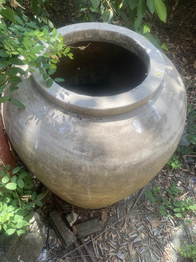 โอ่งมังกรเก่าหลาบใบราคากันเอง รูปที่ 6