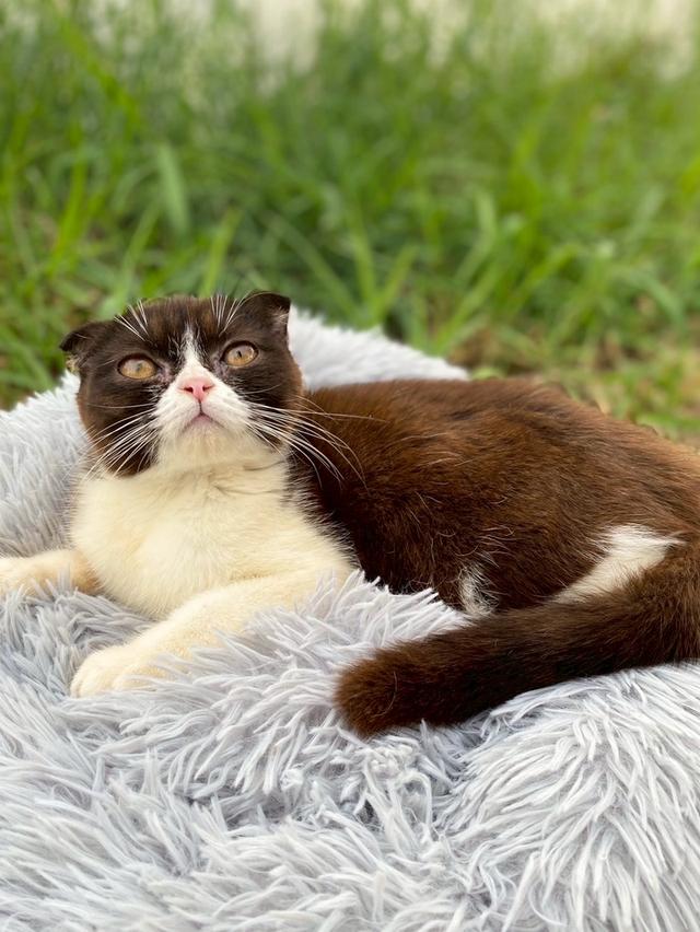 สาวน้อยช็อกโกแลต