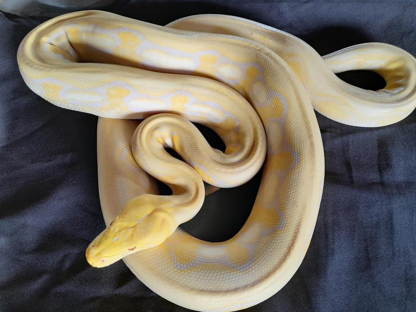 งูหลามทอง สีเหลืองสวย 3