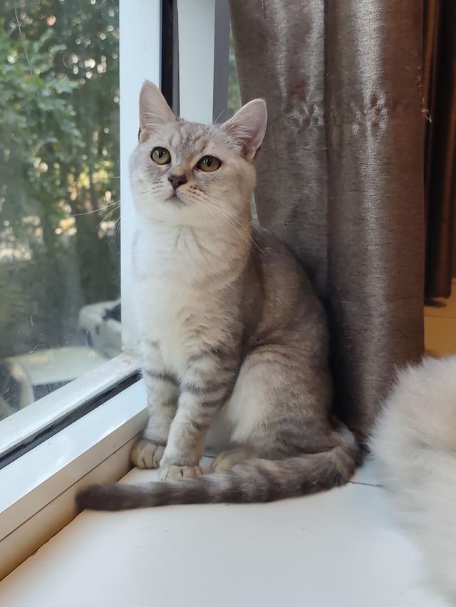 หาบ้าน แมวสก็อตติชโฟล์ด ผญ รูปที่ 7