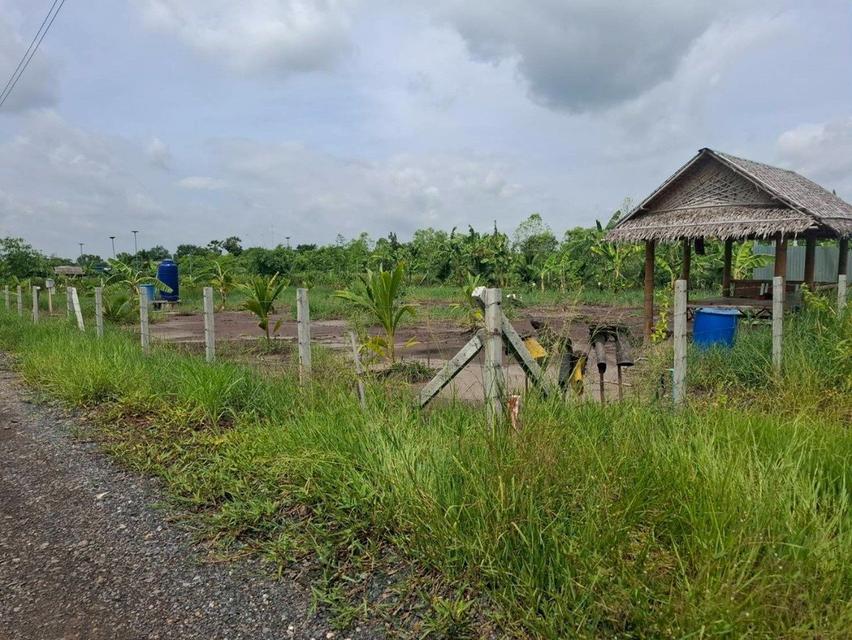 ขายที่ดินคลอง 11ซอยปลายนาร่วมฤดี 1 ใกล้วัดป่าคลอง11 หนองเสือ ปทุมธานี 7