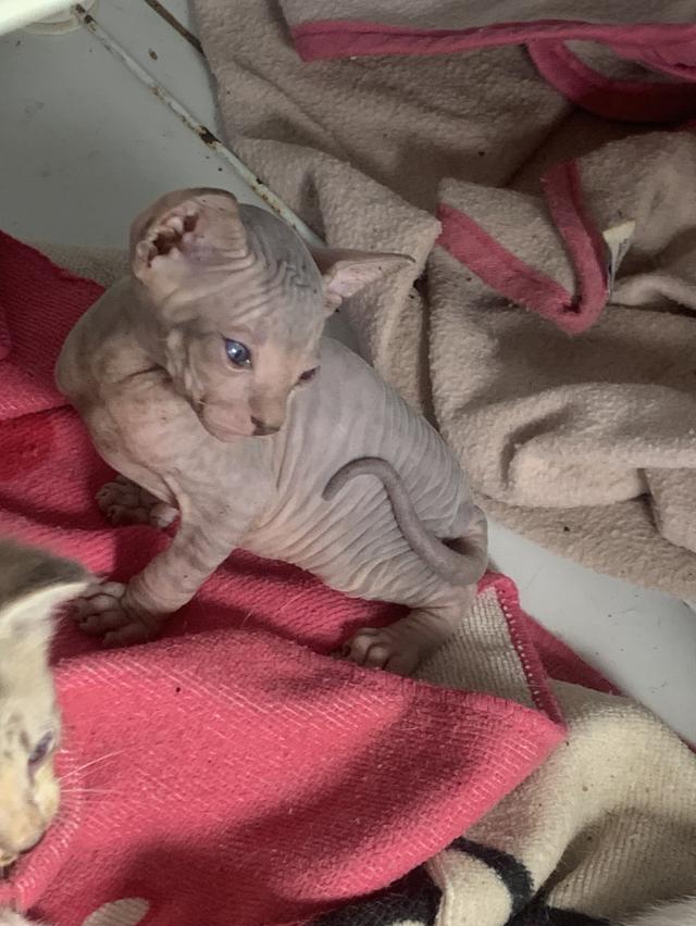 แมวสฟิงซ์ เพศ ชาย อายุ 1 เดือน 3