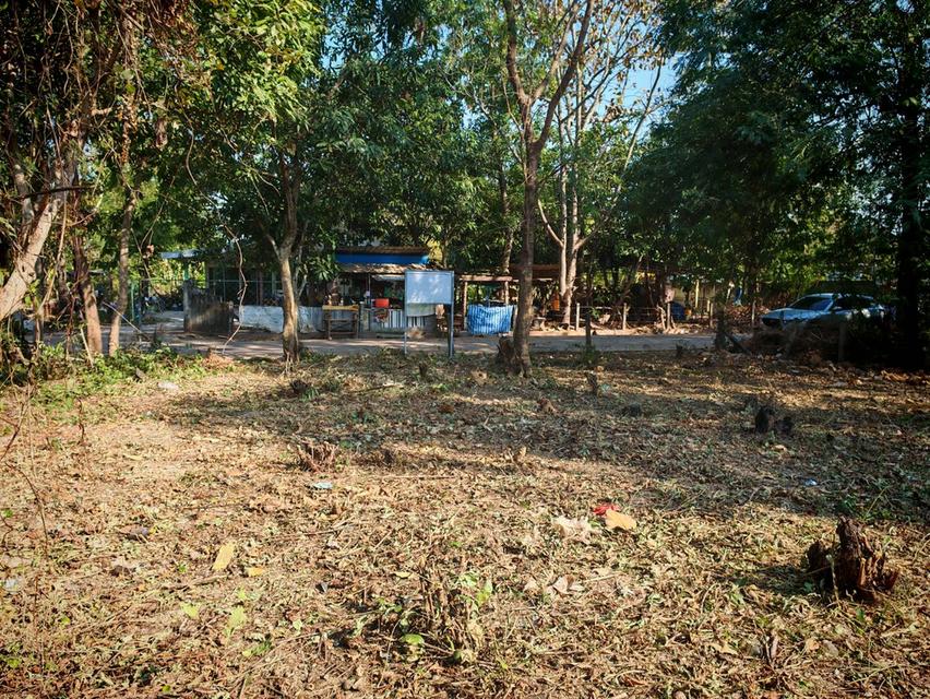 ขายที่ดินสวย ใกล้ทางหลวง ตำบลหนองบัว เมืองอุดรธานี รูปย่อยที่ 5