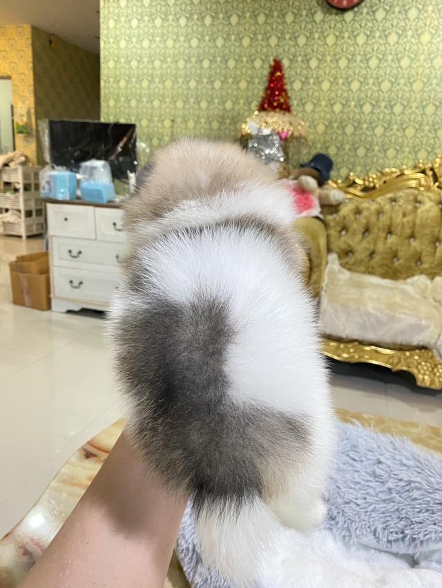 ลูกปอมแท้ แข็งแเรง สุขภาพดี สดใส ขี้เล่น มาดูตัวจริงได้นะคะ รูปที่ 4