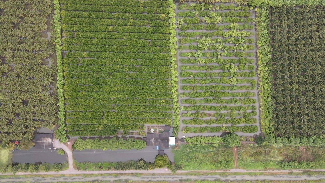 ขายที่ดินสวยเป็นที่สวน ติดหลังวัดหลวงพ่อสด ด้านหน้าติดถนนคลองชลประทาน ยาวประมาณ 600 เมตร ตำบลแพงพวย อำเภอดำเนินสะดวก จังหวัดราชบุรี ทั้งหมด 56 ไร่เศษ 16