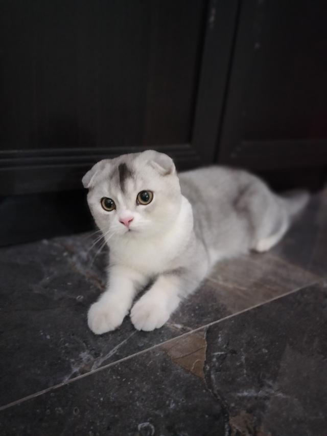 Scottish fold  2