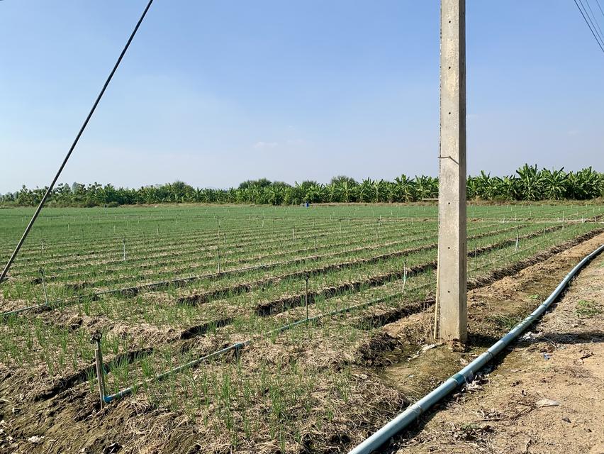 ขายที่ดินสวย10ไร่ โฉนดครุฑแดงพร้อมโอน ใกล้เทศบาลวังศาลา เข้าออกได้หลายทาง ติดถนนสาธารณะ วิวสวย บรรยากาศดี